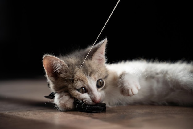 The gray-red-white kitten lies on the wooden floor and holds its toy in its teeth. The little hunter catches a bow on a string. Active pets. Close-up, black background.