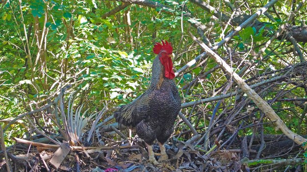 Photo gray rooster on the farmyard