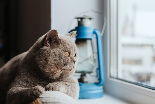 Gray Scottish cat lies on the back of the sofa and looks out the window