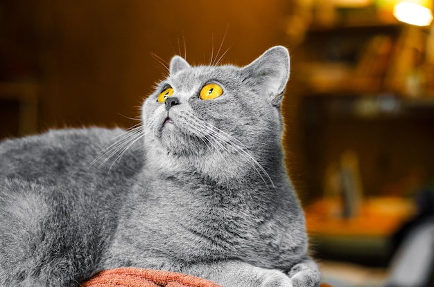 Gray Scottish cat portrait on brown background