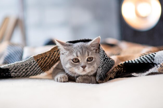 Gray scottish cat in the room on the bed under the sheet closeup concept for a pet storexA