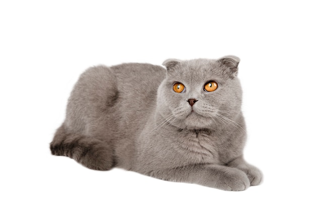 gray scottish cat scottish fold isolate