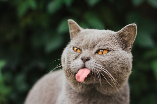 Gray scottish cat shows a long tongue 