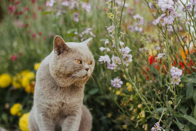 gray scottish cat sits in the garden 