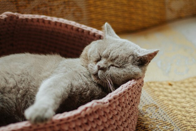 Gray scottish cat sleeps in a pink cat bed 