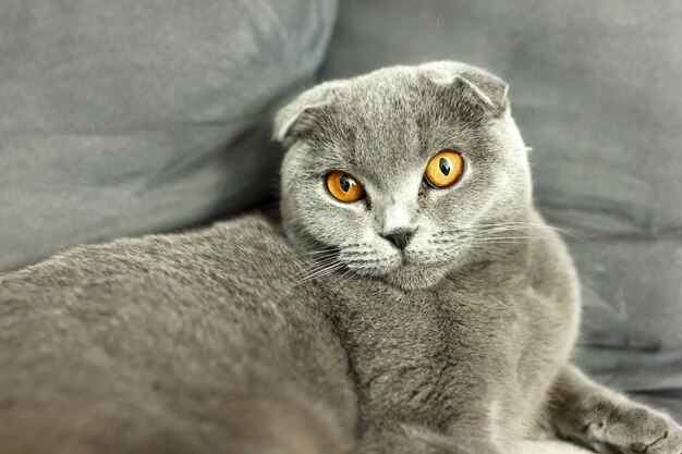 Gray scottish cat on sofa with pillows