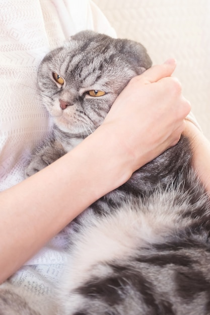 Серая шотландская вислоухая кошка в руках женщины