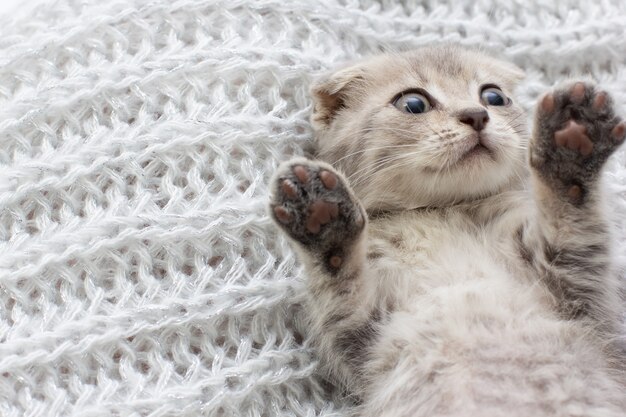 The gray Scottish fold cat sleeps wrapped in a warm beige plaid