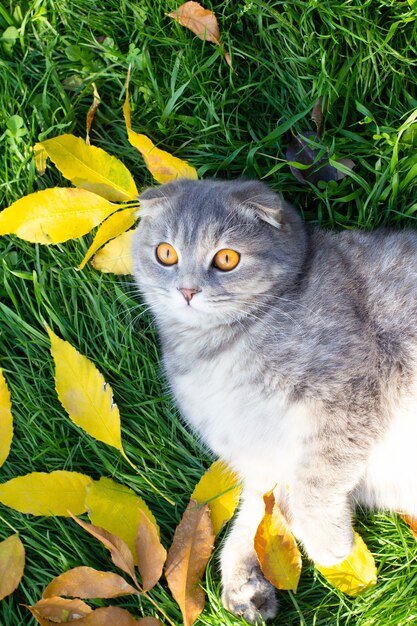 秋の葉に横たわっている大きなオレンジ色の目を持つ灰色のスコティッシュフォールド猫