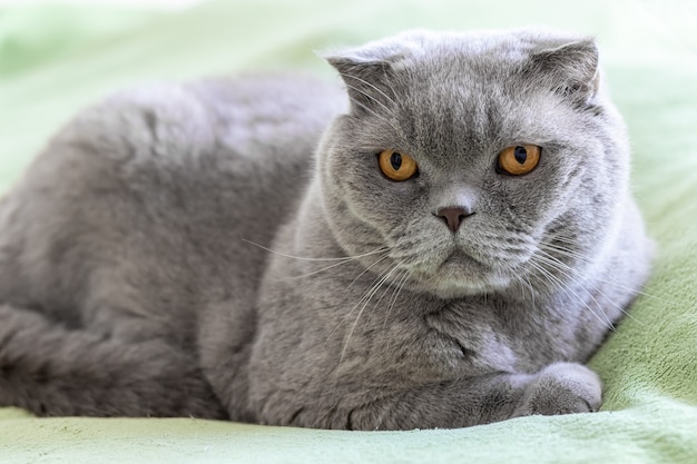 Gray scottish fold cat with orange eyes on a soft green sofa