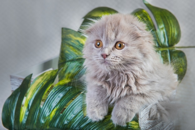 Gray Scottish fold Highland fold kitten cat with round head is and the folded ears sits in tropical palm leaves