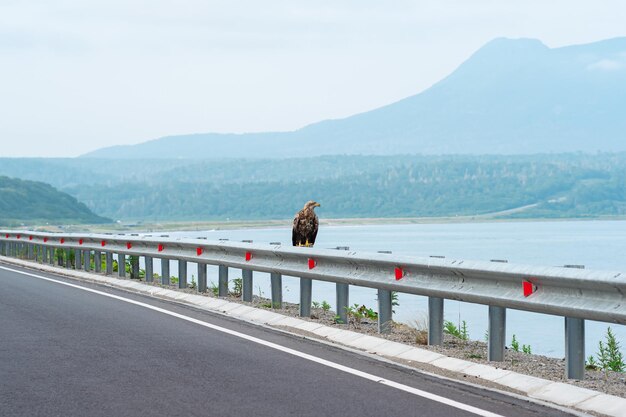 Gray sea eagle sits on a traffic barrier on the edge of a\
coastal highway against the backdrop of a foggy bay kunashir\
island