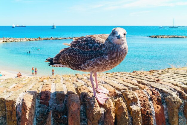 アシュレ海岸ビーチの近くの灰色のカモメの鳥。背景に明るい夏の青い水。スペースの壁紙をコピーします。