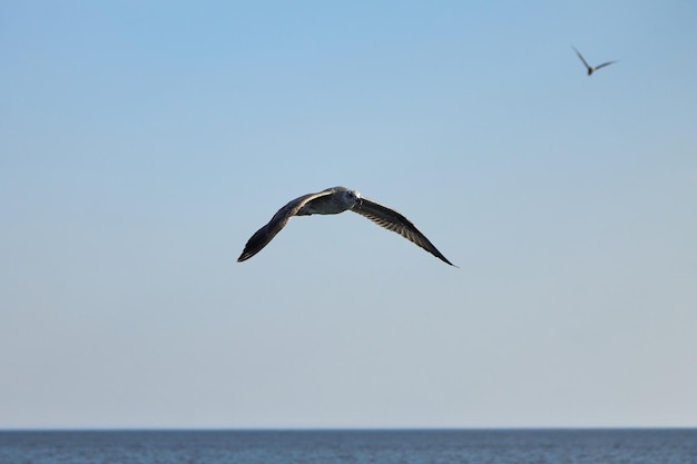 Gray seagull spreading its wings flies against the blue sky