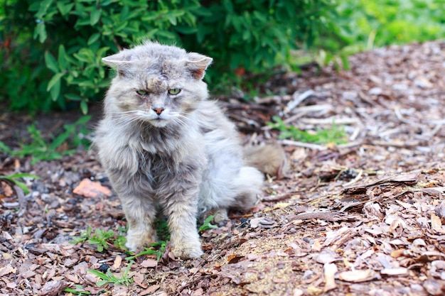 灰色のぼろぼろのホームレスの猫が動物保護に座っています。