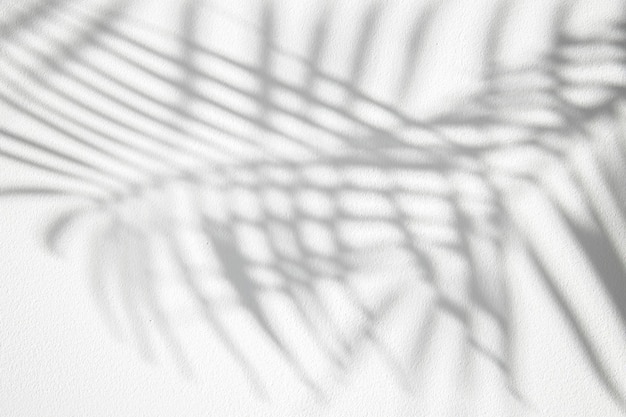 Gray shadow of palm leaves on a white background Top view flat lay