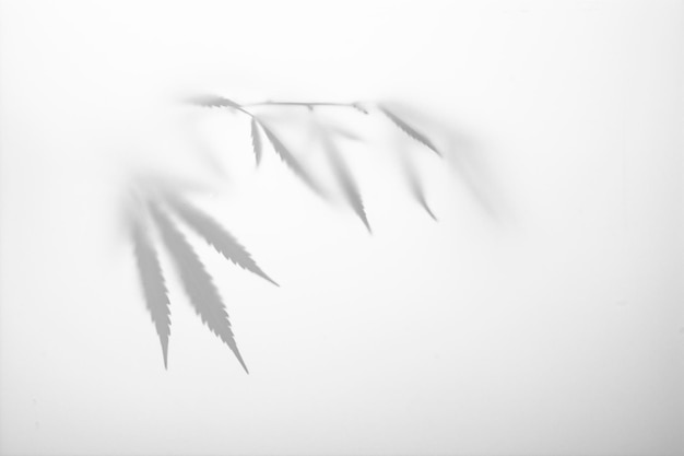 Gray shadows of a bush with leaves of marijuana, hemp on a white wall.