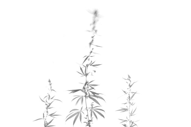 Gray shadows of a bush with leaves of marijuana hemp on a white wall