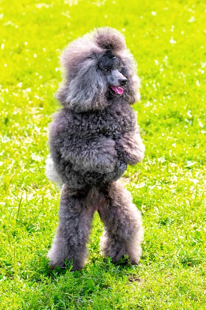 Gray shaggy poodle stands on hind legs in the park during a walk, trained dog