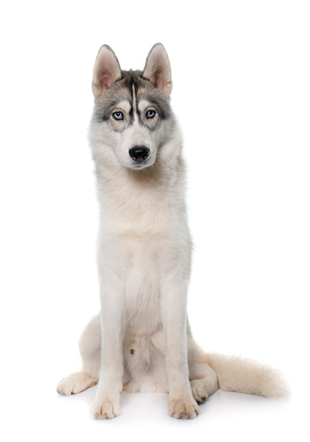 Gray siberian husky