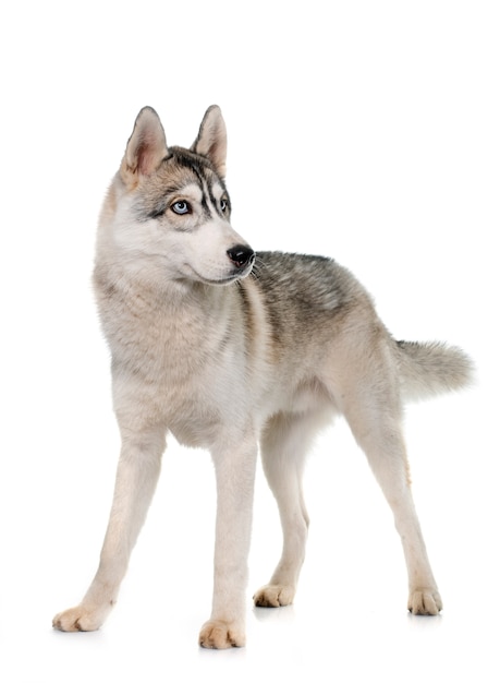 gray siberian husky