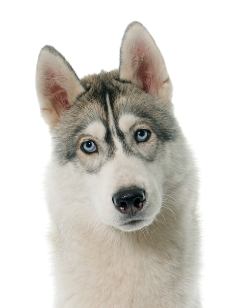 Siberian husky grigio