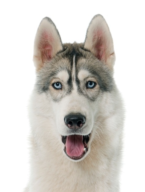 Siberian husky grigio