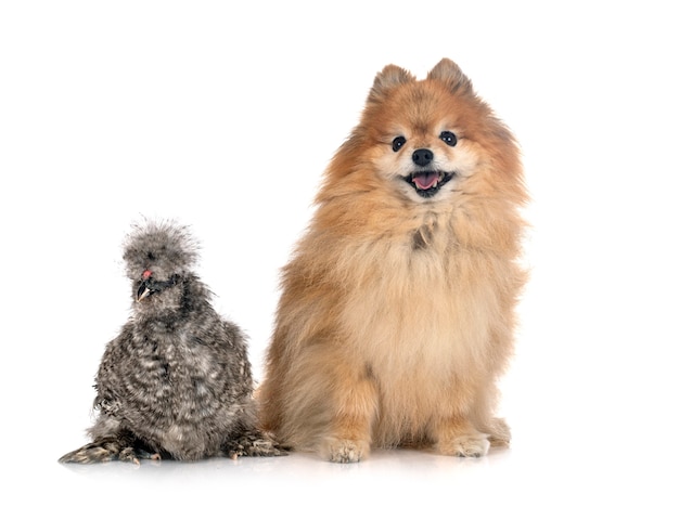 Gray silkie and spitz in front of white background