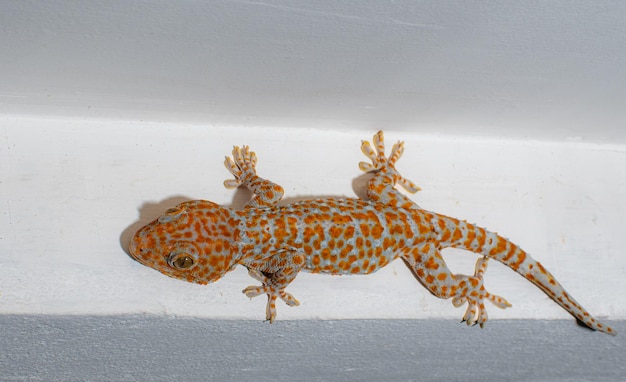 Gray skin gecko with orange polka dots island on the ceiling Wait for insects to eat at night