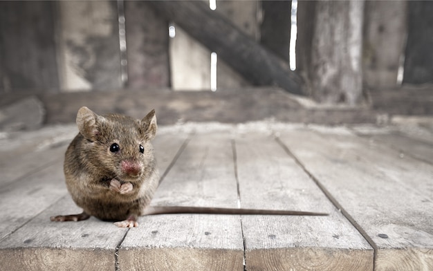 Gray small cute mouse on wooden background