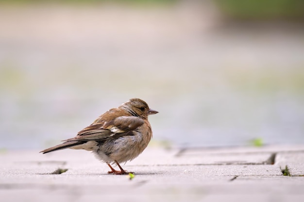 Gray small sparrow bird perching on ground