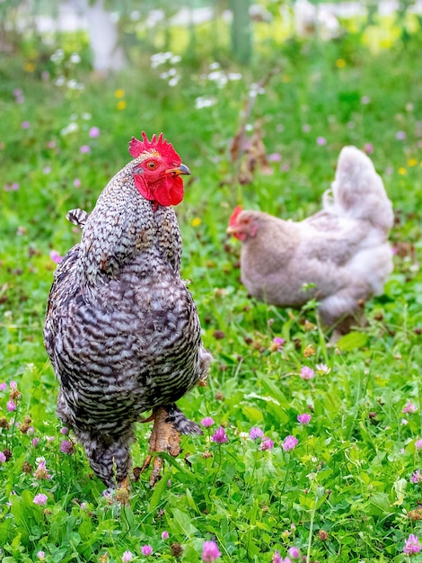 Gray spotted rooster and chickens in the garden of the farm on the grass looking for food