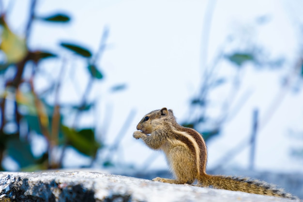 Gray squirrel background