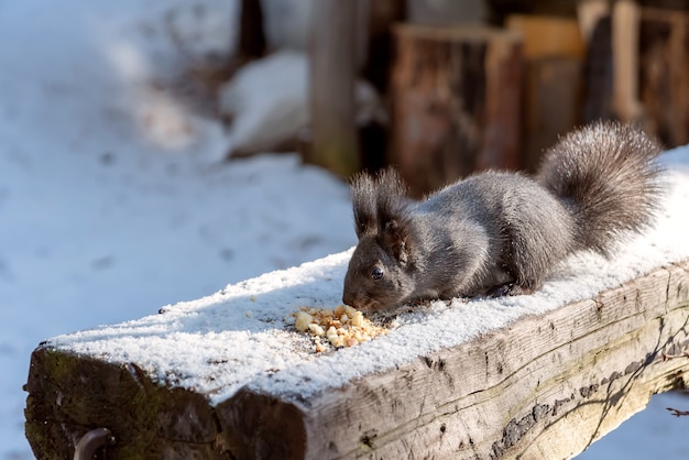 Gray squirrel eating breadcrumbs on wooden log in winter