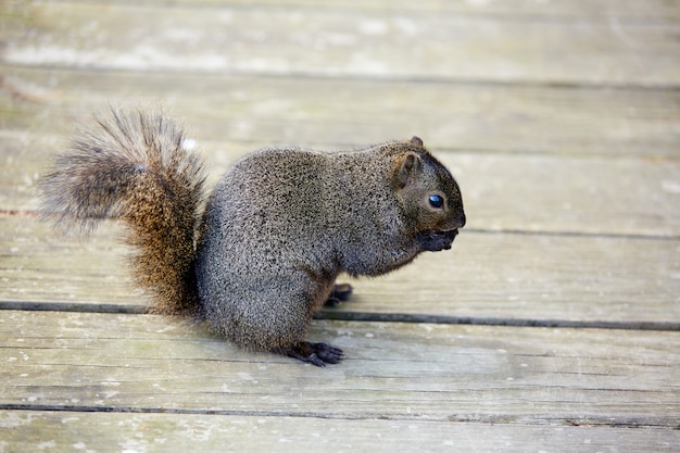 テキサス州のヒューストン公園で灰色のリス