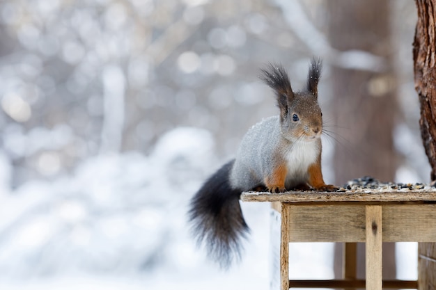 Gray squirrel on tree in winter park