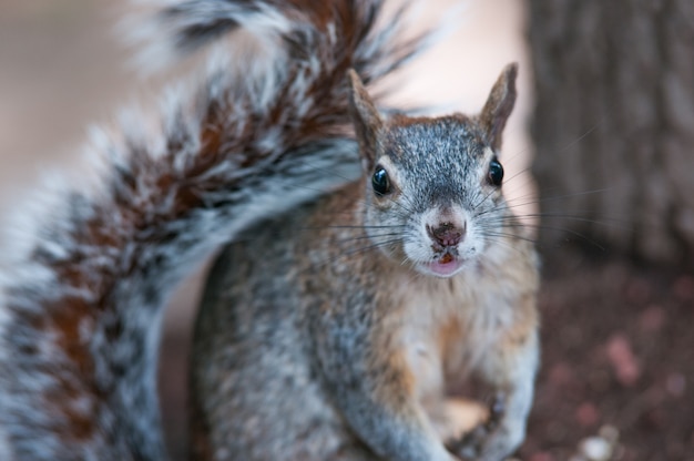 Photo gray squirrel