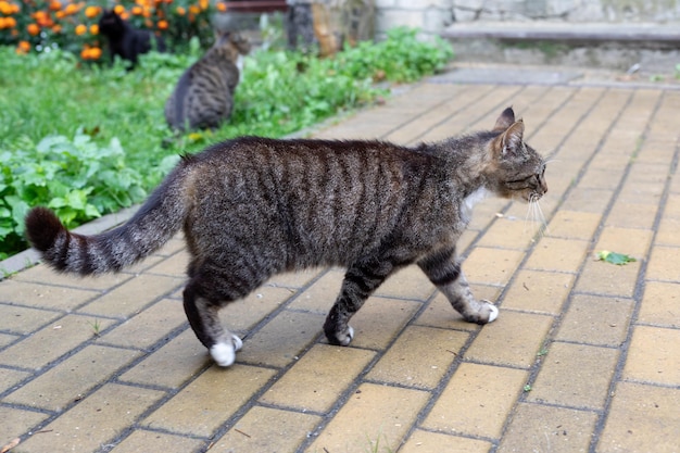 Фото Серый бездомный кот идет по тротуару концепция жизни животных в городской среде селективный фокус