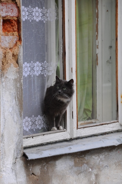 灰色の街頭猫が窓辺に座っています。猫は古い家の窓で休んでいます。