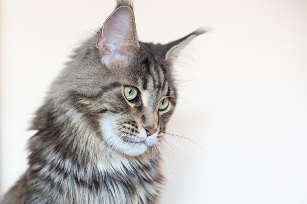 Gray striped big cat with green eyes Maine Coon breed Closeup portrait of a cat