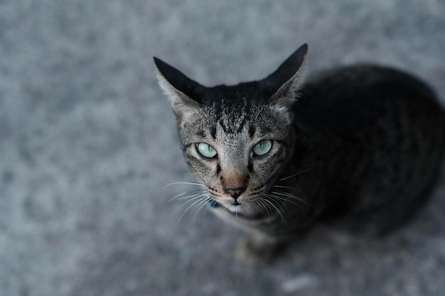 灰色の縞模様の猫が怠惰な気分で床に横たわっていますその何かを見ています