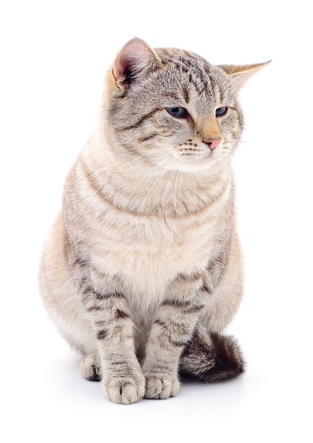 Gray striped cat isolated on white background