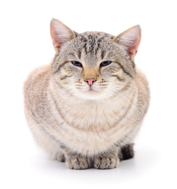 Gray striped cat isolated on white background