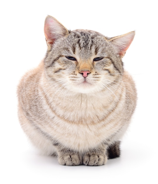 Gray striped cat isolated on white background