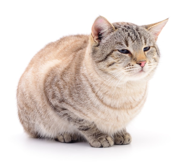 Gray striped cat isolated on white background