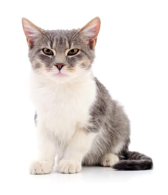 Gray striped cat isolated on white background