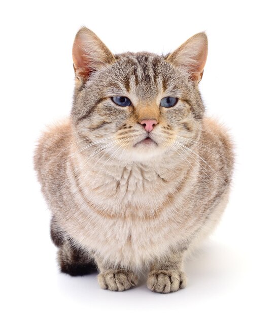 색 배경 에 고립 된 회색 줄무 고양이