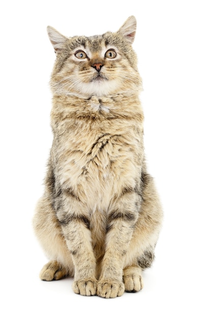 gray striped cat isolated on white