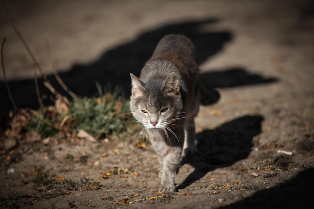 写真 路上の灰色の縞模様の猫の写真動物