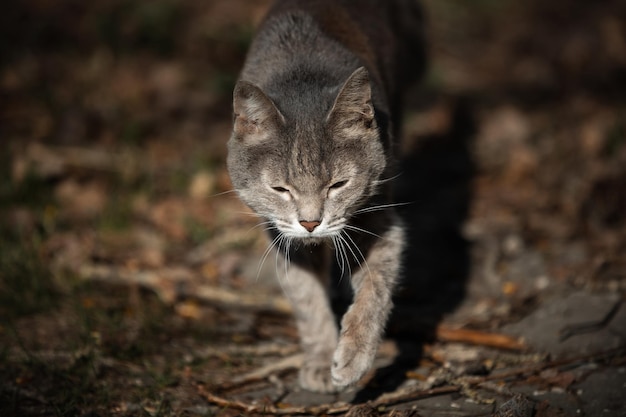 Gray striped cat photo animal on the street